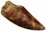 Serrated Raptor Tooth - Real Dinosaur Tooth #300961-1